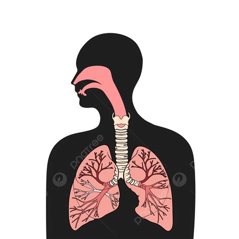 Respiratory .